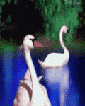pic for swans love